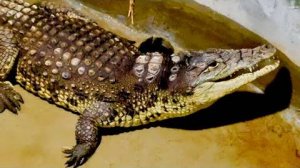 Это ЖЕСТЬ, в вольере с крокодилом мы еще небыли, они оказывается рычат!