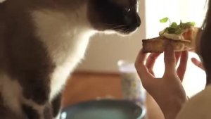 Choki, Как я купил дом в одиночку в 30 лет 🐓