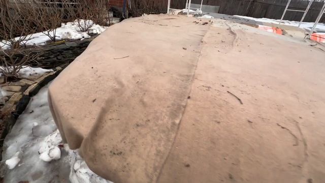 Почему розы весной выходят зеленые а потом чернеют?  О?