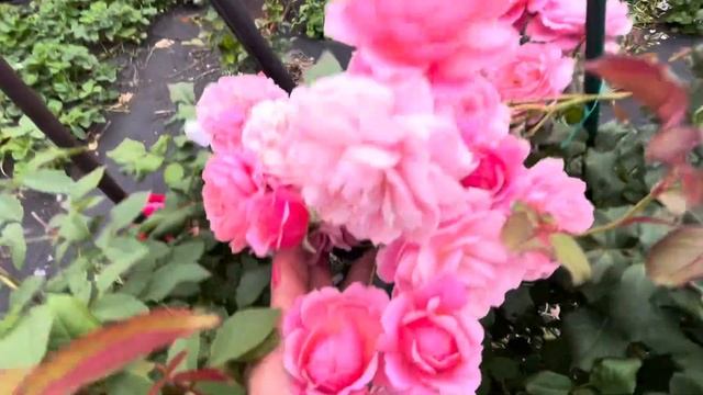 Роза Прикс П.Ж.Редут (Prix P. J. Redoute) Massad Франция, 2010(5летка)1