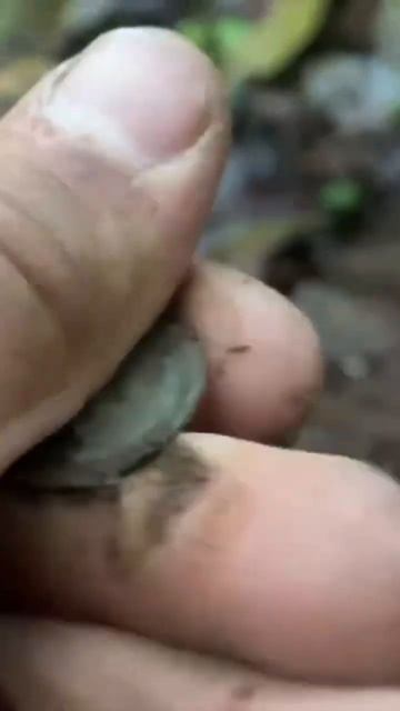 Находка ч.299🔥🔥 #леснойскобарь#2024 #коп#металлоискател смотреть онлайн