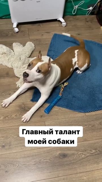 Плюсы Стаффорда #shorts #staffordshire #staff смотреть онлайн