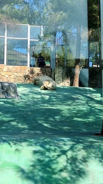 #медведь #bear #animals #funnyanimals #приколы #nikosband #georgia #disco #shorts смотреть онлайн