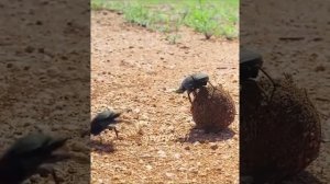 навозный жук борется за шар навоза