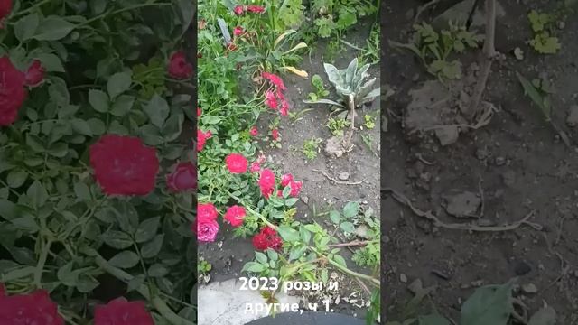 начало цветочной " болезни"... смотреть онлайн