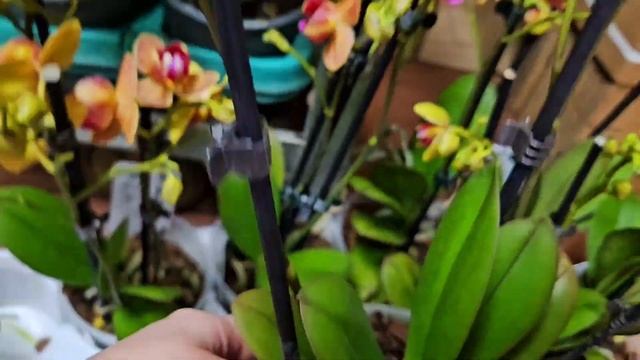 Поставка бабочки орхидей, пиниф,леко 19.10.2024