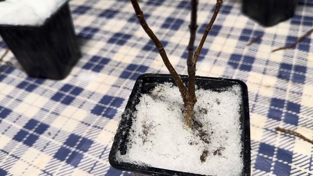 Шикарные красивые кусты метельчатой гортензии летом смотреть онлайн