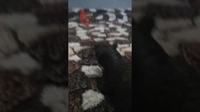 День шуток ( МЕДВЕДЬ ТУПОЙ) смотреть онлайн