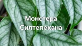 Монстера Силтепекана
