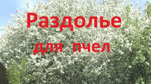 Продолжаю расширять гнезда пчел весной третьими магазинами