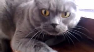 Смешной котенок. Кот рычит СТРАШНО!