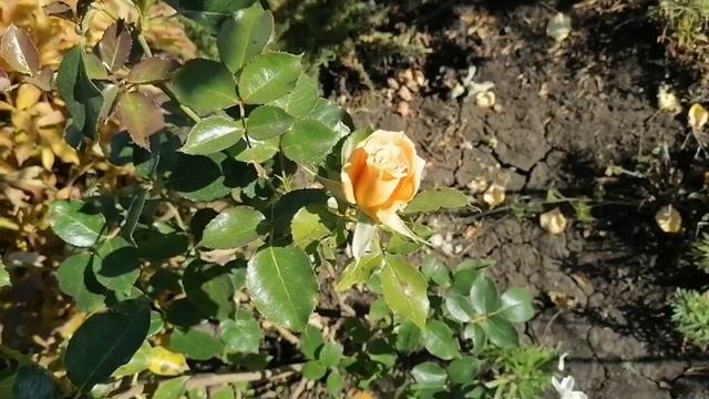 Октябрь в саду. Месяц без дождей. Осеннее цвнтение роз.