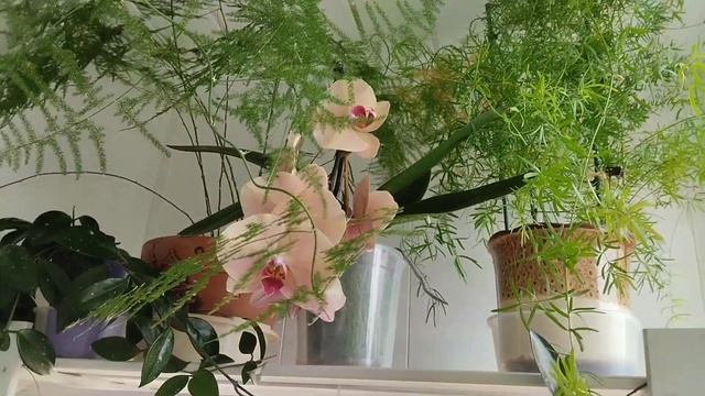 Обзор почти всей коллекции в одном видео. Быстренько?