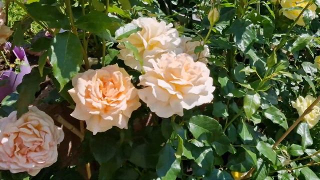 #ChandosBeauty #ЧандосБьюти способна угодить каждому. #Арома?