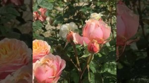 Роза Vuvuzela ® (Вувузела)De Ruiter Нидерланды