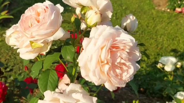 Второе цветение роз.Конец августа,лето 2024г.