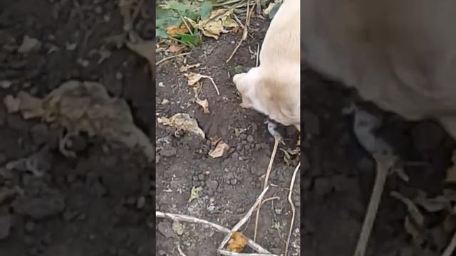 СМОТРЕТЬ ВСЕЕЕМ!!!СОБАКА И ЖИРНАЯ МЫШЬ))))))кто победит??? смотреть онлайн
