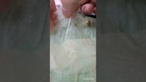 Японская тыква Кабоча Хризантемка Кикудза. 🌱 Ч.1. Посе