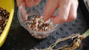 Полугидропоника рулит | Пересадка алоказий | Сборка но