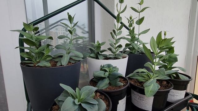 Эустомы пересадила и поставила на балкон