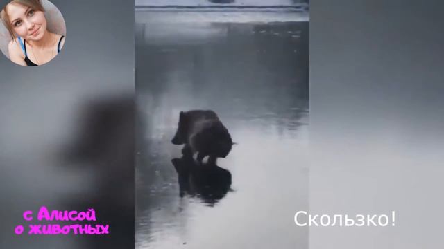 КОТОПРИКОЛЫ! новая подборка! смотреть онлайн