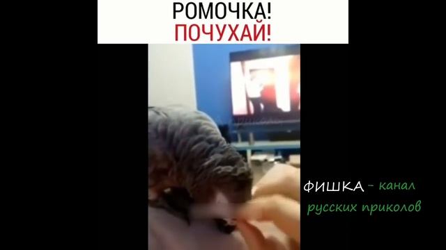 23 МИНУТЫ СМЕХА ДО СЛЁЗ 2019 ЛУЧШИЕ РУССКИЕ ПРИКОЛЫ ржака угар ПРИКОЛЮХА #24 смотреть онлайн