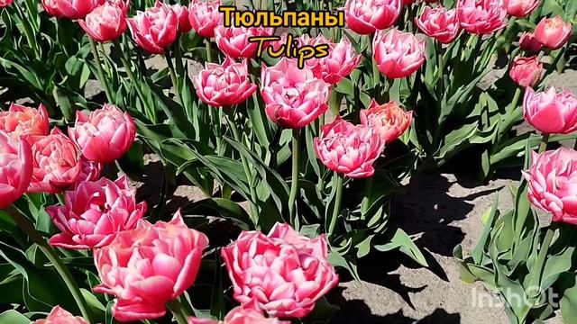 Поле тюльпанов. Белорусская Голландия. Tulips. Belarusian Holland.