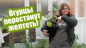 6 причин, почему ЖЕЛТЕЮТ ЛИСТЬЯ ОГУРЦОВ