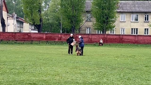 1 Отл. КЧК Сибирский Феникс АФИНА +++ №18 / КЧК КИСЕЛЕВСК 11 мая`25 Н.Тихонова Моно н/о