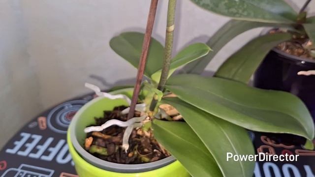 И подумать не могла, что скрывает этот бутон. Свежие ро