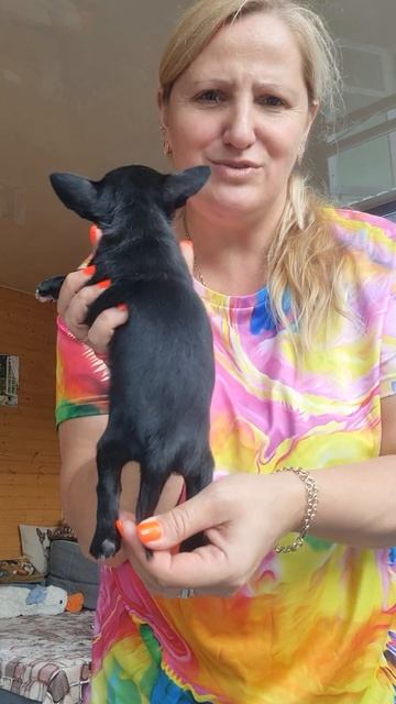 Лавина чёрная мини чихуахуа РКФ Продажа Кастропуло Кр смотреть онлайн