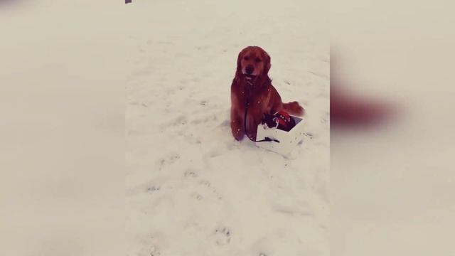 #25 FUNNY PETS / СМЕШНЫЕ ВИДЕО 2021 / Я РЖАЛ ПОЛЧАСА / СМЕШНЫЕ ЖИВОТНЫЕ смотреть онлайн