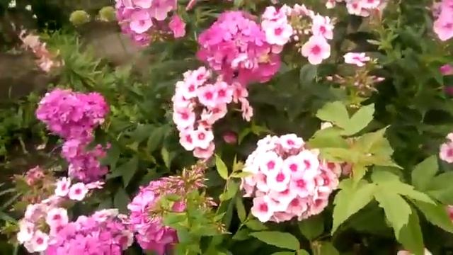 флоксы разносортовые 🌺 смотреть онлайн