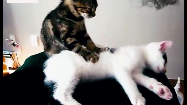 А вы видели как счастливый котик делает массаж кошечке❤️Подпишитесь пожалуйста смотреть онлайн