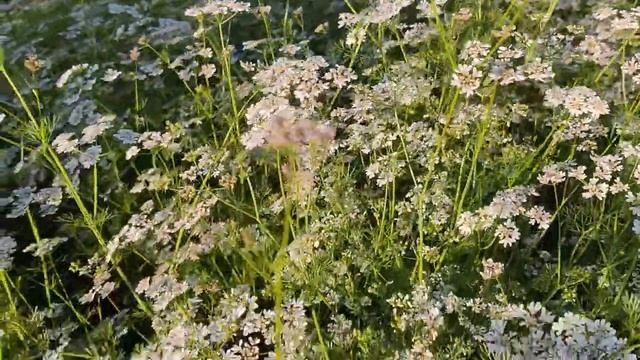 Красивые цветы в летний солнечный день.