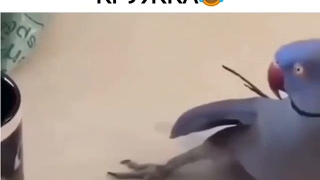 Любимая кружка попугая смотреть онлайн
