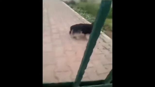 Собака кричит МЕМ смотреть онлайн