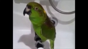 смешные попугаи ржач