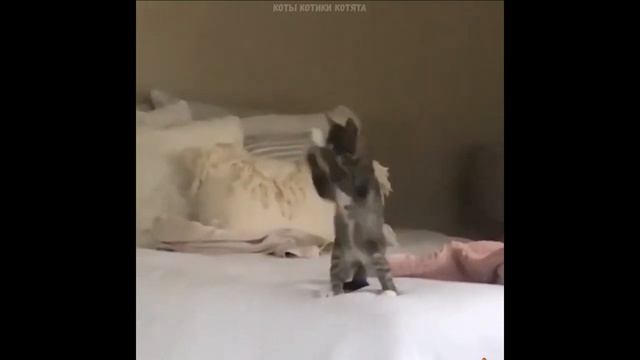 Прикольные котейки смотреть онлайн