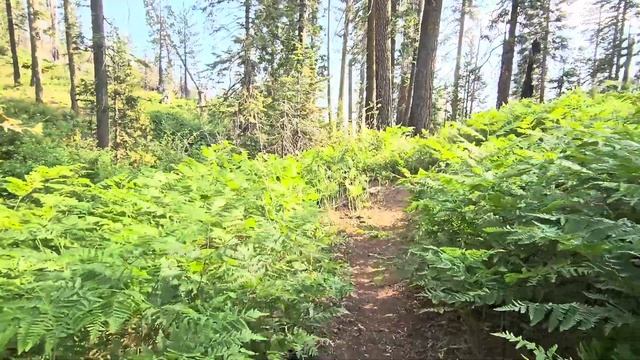 Калифорния Секвойя Парк | Генерал Шерман | Пожары | Ог?