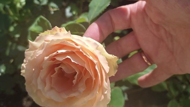 🌹Роза "ДЖАЛИТА" - долго цветущая чайно-гибридная крас? смотреть онлайн