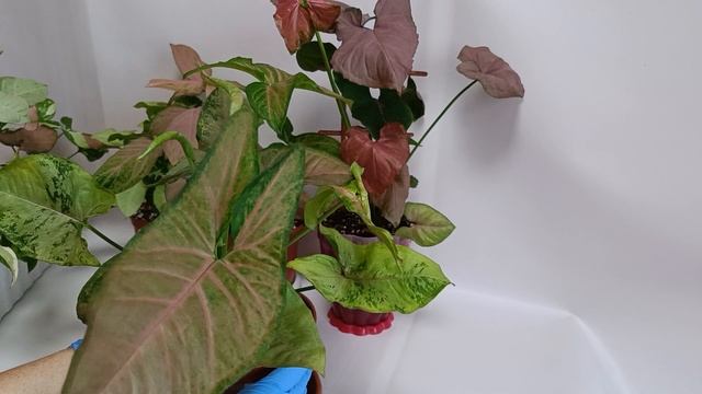 Моя коллекция сингониумов #комнатныецветы #цветы #plants