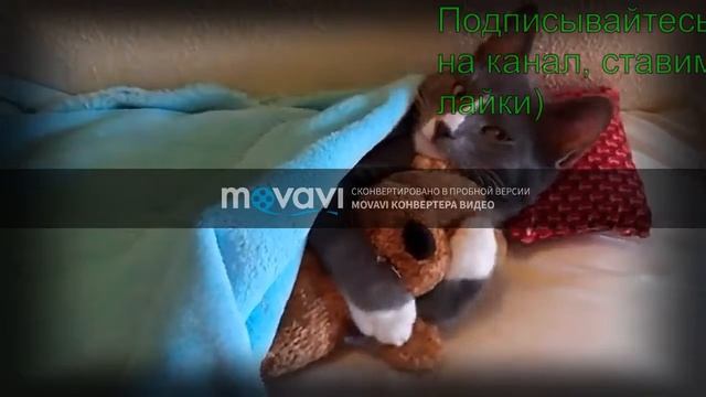 Убойные приколы с животными #8 Fun with cats and animals 1 смотреть онлайн
