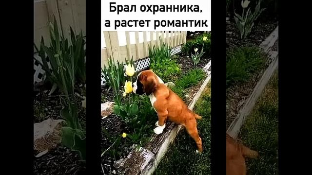 Пушистый юмор, который делает этот мир лучше: смешные ?