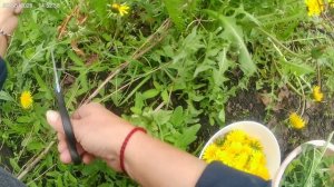 Одуванчик.Лекарство под ногами.