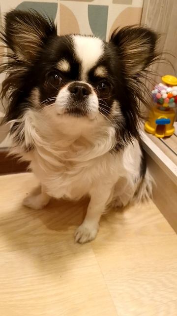 Ну что, договор? 🐶