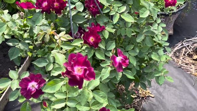 РОЗА НАЙТ ОУЛ (NIGHT OWL)НОЧНАЯ СОВА Клаймбер ,Tom Carruth США, 200