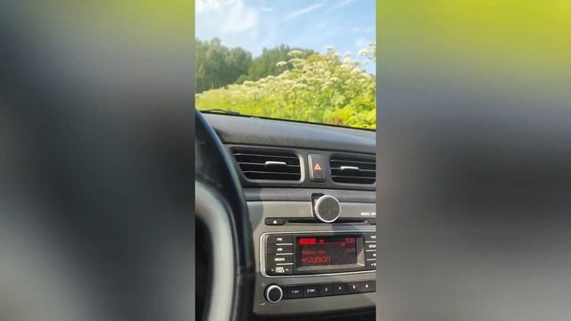 Купили три дня назад новый участок и там борщевика при