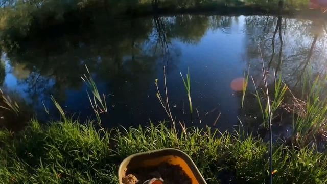 Сирна Прикормка і БАГАТО РИБИ. Вдала Риболовля в Травн смотреть онлайн