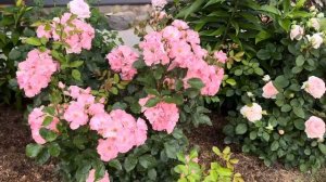 Роза Джекес Фейворит